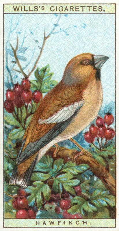 Hawfinch de English School