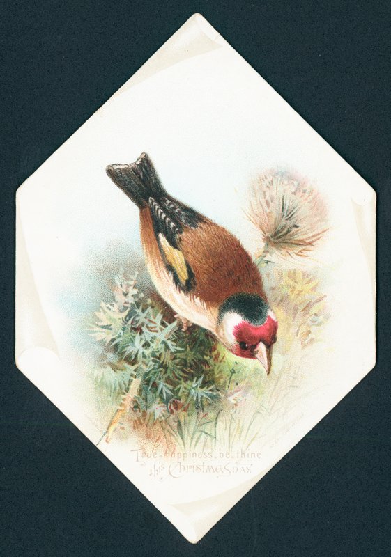 Hawfinch, cartão de Natal de English School