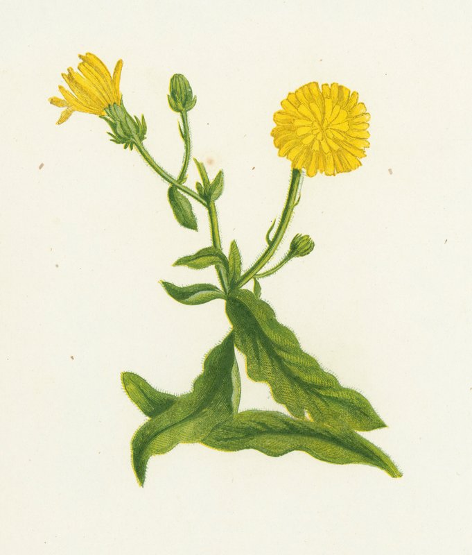 Picles de Falcão, Picris Hieracioides de English School