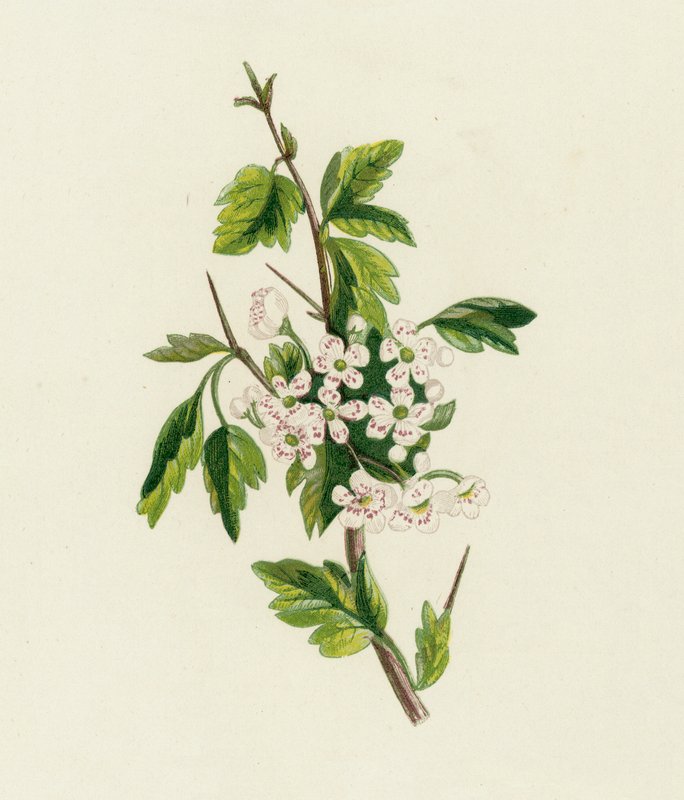 Espinheiro-alvar, Crataegus Oxyacantha de English School
