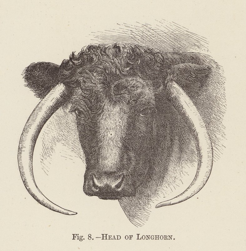 Cabeça de Longhorn (gravura) de English School