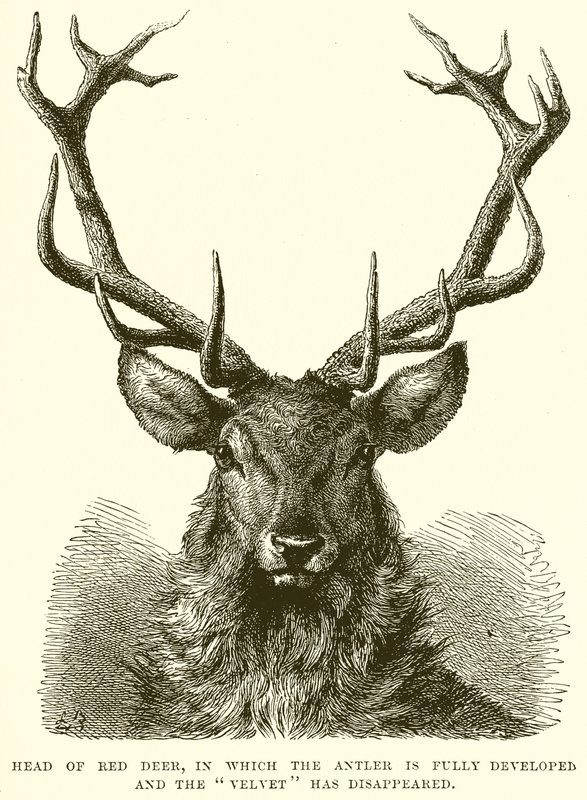 Cabeça de Red Deer, na qual o Antler está totalmente desenvolvido e o Velvet desapareceu de English School