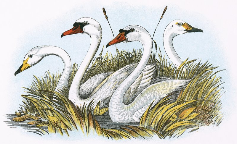 Cabeças de espécies de cisnes britânicos de English School