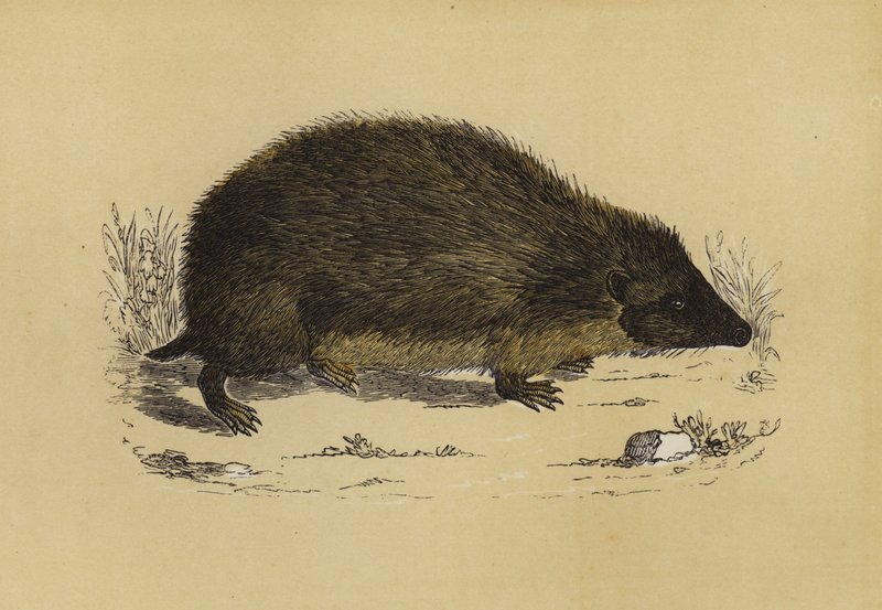 Hedge-Hog (cor litho) de English School
