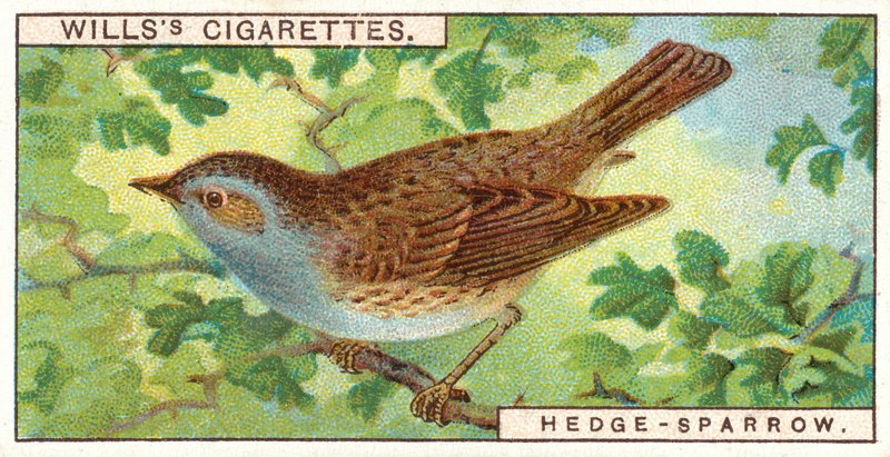 Hedge-pardal de English School