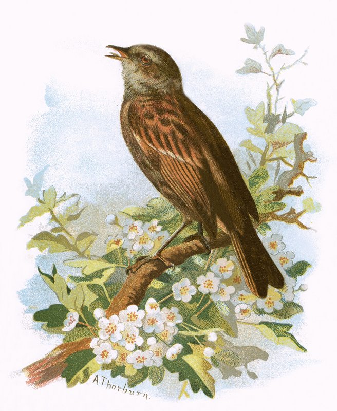 Hedge Sparrow de English School