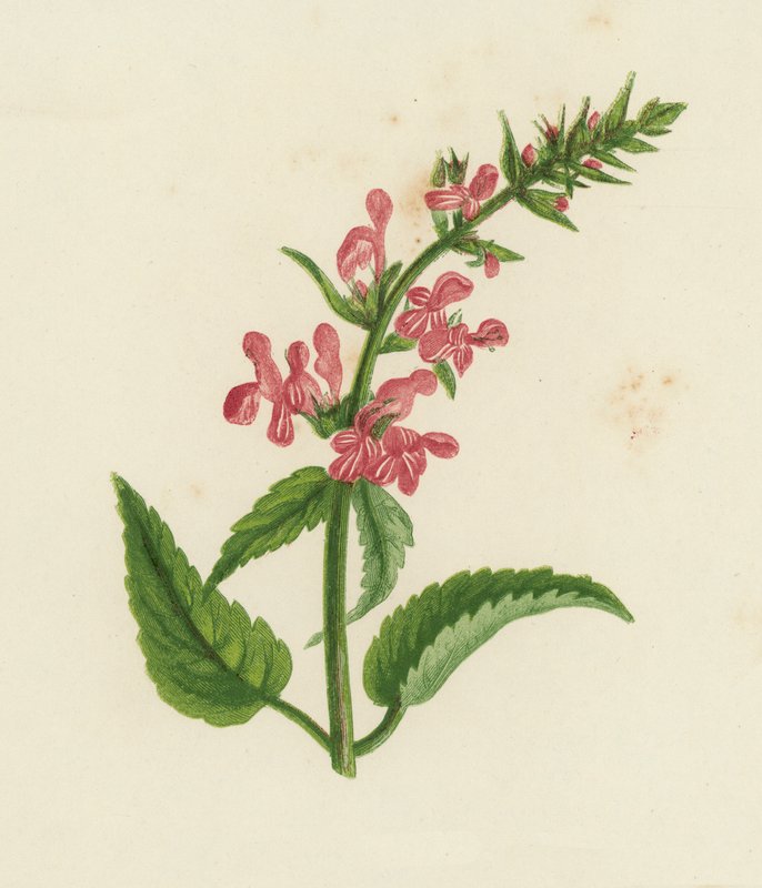 Stachys Sylvatica (litografia a cores) de English School