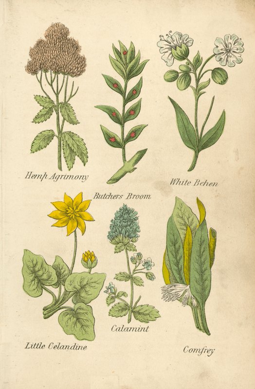 Agrimónia de cânhamo, Vassoura de açougueiro, Fava branca, Celandine pequena, Calaminta, Confrei (litografia a cores) de English School