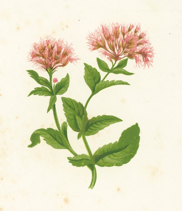 Cânhamo Agrimony, Eupatorium Cannabinum de English School