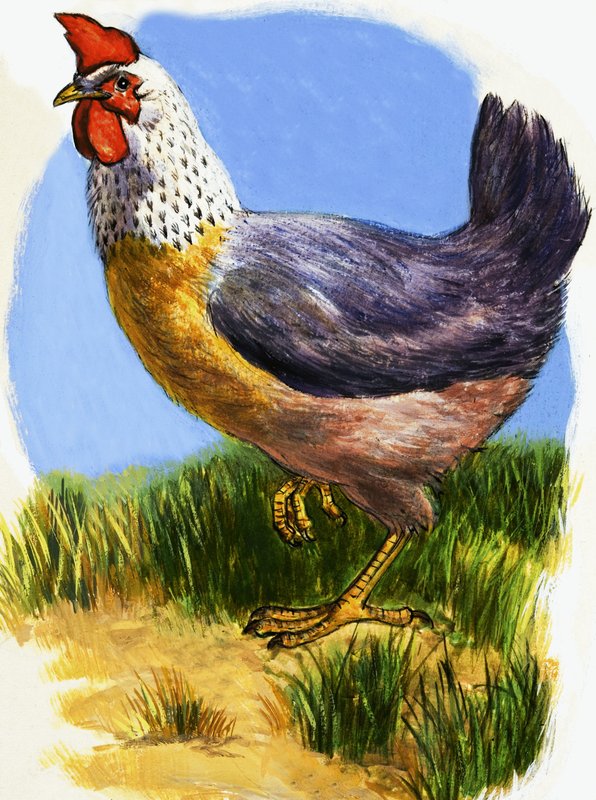 Galinha de English School