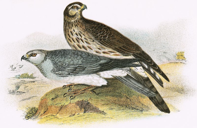 Hen Harrier de English School