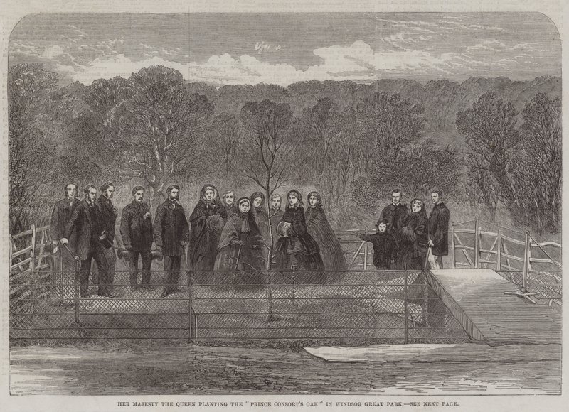 Sua Majestade a Rainha plantando o "Carvalho do Príncipe Consorte" no Windsor Great Park (gravura) de English School