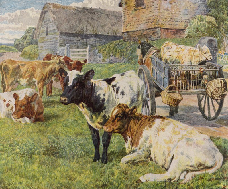 Manada de vacas e um vitelo numa carroça puxada por cavalos (litografia a cores) de English School