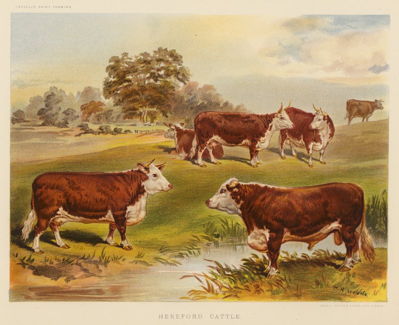 Gado Hereford (litografia a cores) de English School