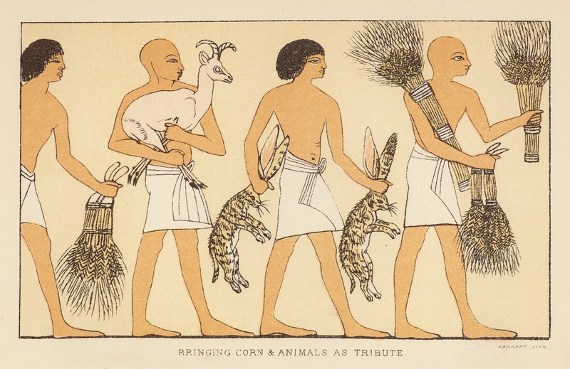Heródoto: Trazer milho e animais como tributo (litografia a cores) de English School