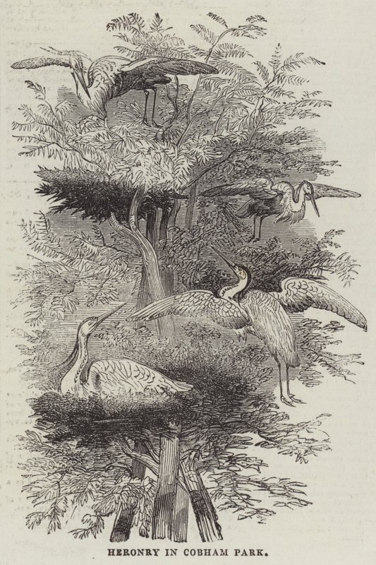 Heronry at Cobham Park (gravura) de English School