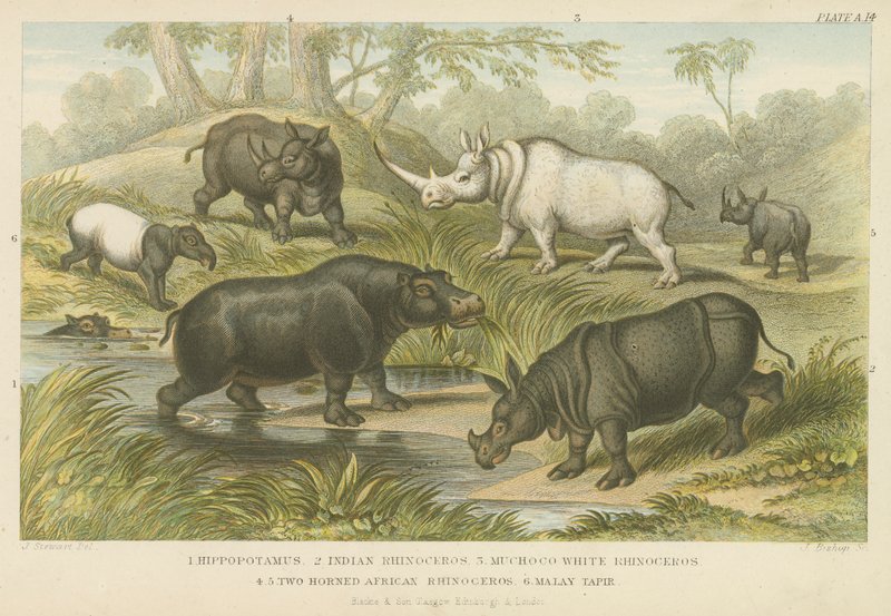 Hipopótamo, rinoceronte e anta (gravura colorida) de English School