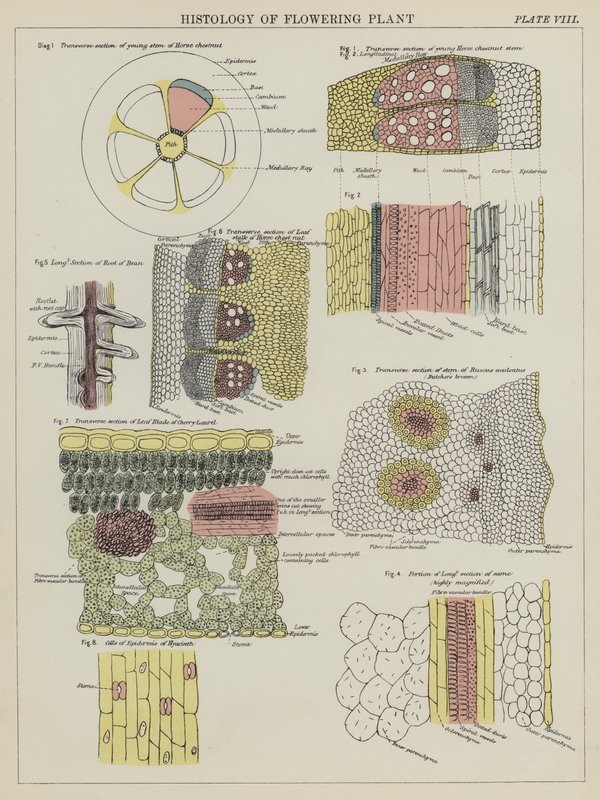 Histologia da planta florida (cor litho) de English School