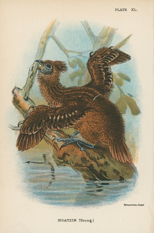 Hoatzin (jovem) de English School