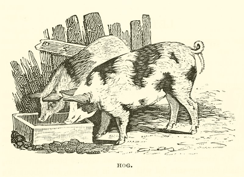 Porco (gravura) de English School