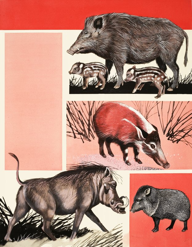 Montagem de porcos e porcos de English School