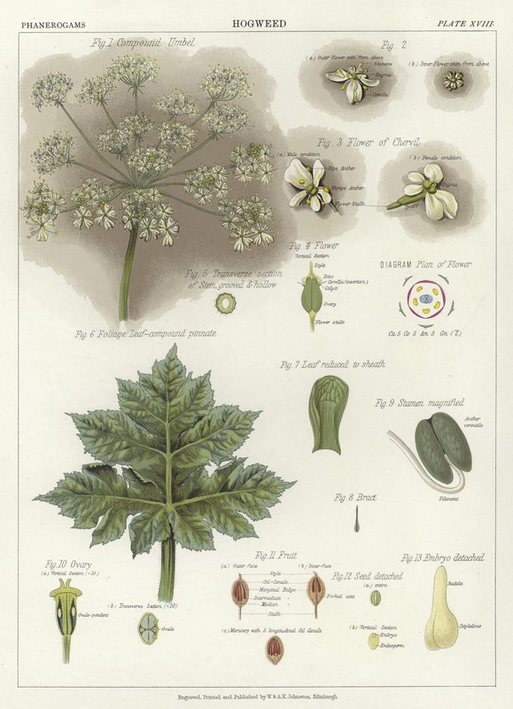 Hogweed de English School
