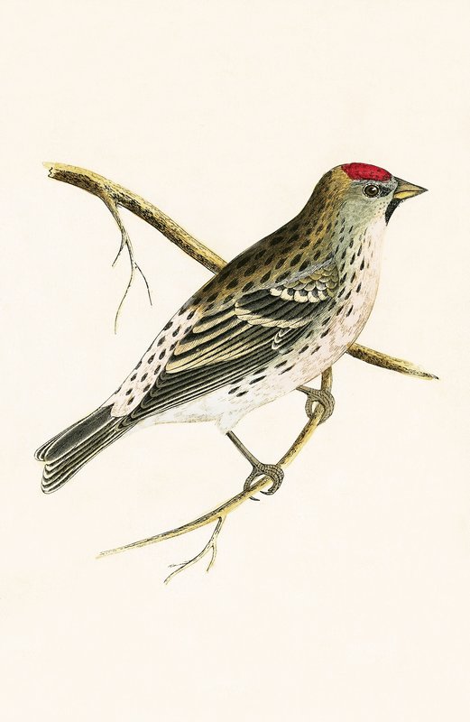 Redpole de Holboll, ilustração de "Uma História das Aves da Europa Não Observadas nas Ilhas Britânicas", de Charles Robert Bree (1811-1886), publicada em 1867 de English School