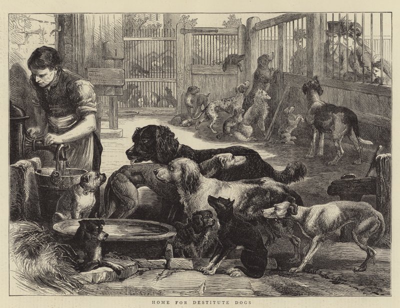 Home for Destitute Dogs (gravura) de English School