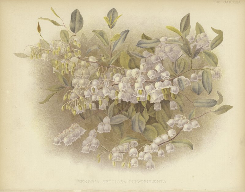 Honeycups, zenobia ou zenobia empoeirado de English School