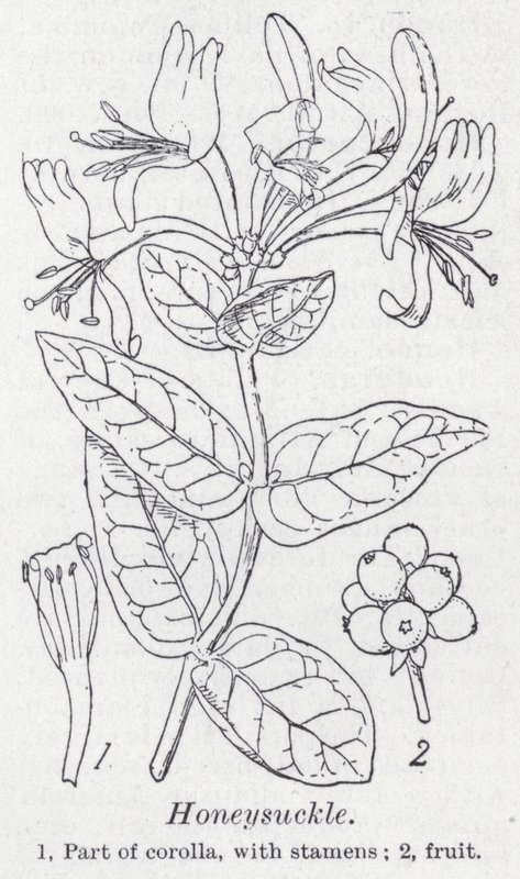 Madressilva (litho) de English School