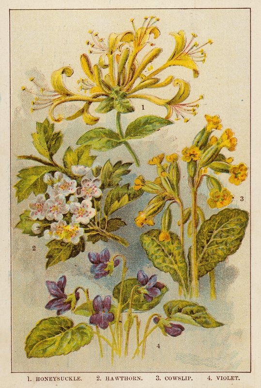 Madressilva, Espinheiro-alvar, Prímula, Violeta (litografia a cores) de English School