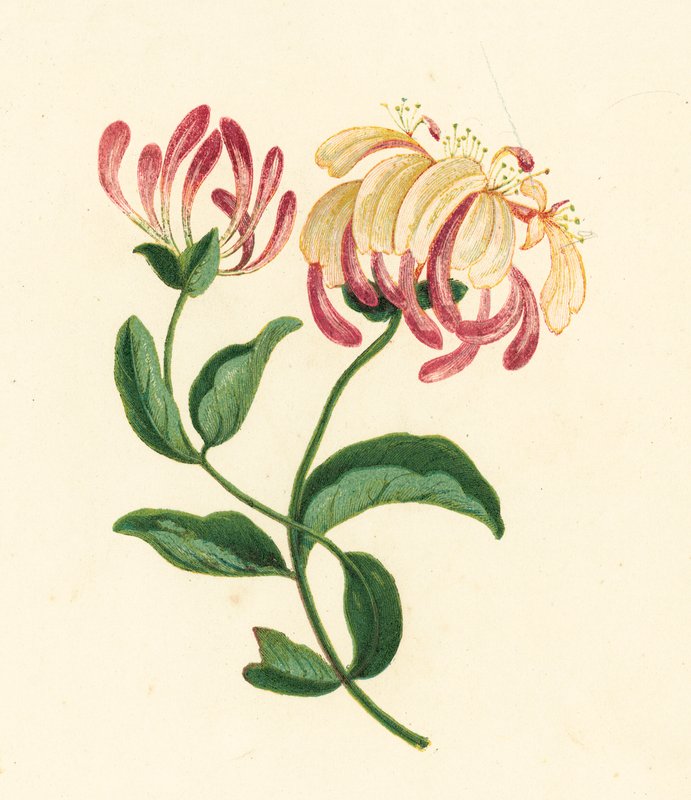 Madressilva, Lonicera Periclymenum (litografia a cores) de English School