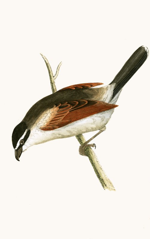 Picanço encapuçado, ilustração de "Uma história das aves da Europa não observada nas ilhas britânicas", de Charles Robert Bree (1811-1886), publicada em 1867 de English School