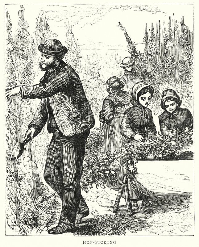 Colheita de lúpulo (gravura) de English School