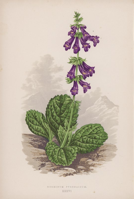 Horminum Pyrenaicum (cor litho) de English School