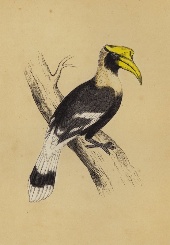 Hornbill (cor litho) de English School