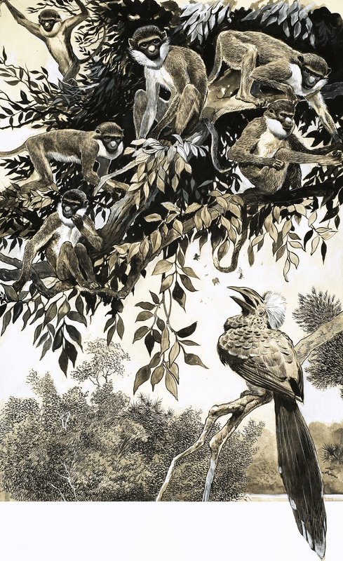Hornbill e macacos de English School