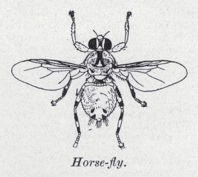 Mosca-cavalo (litho) de English School