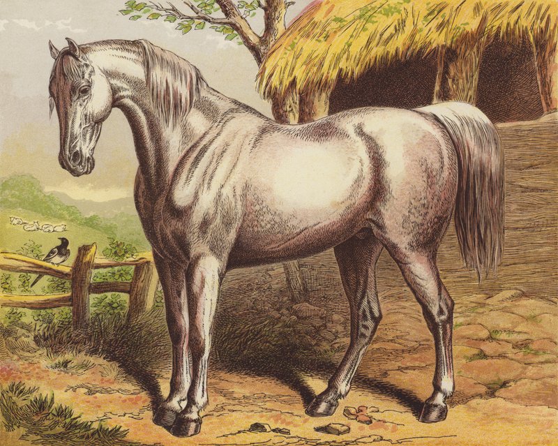 Cavalo de English School