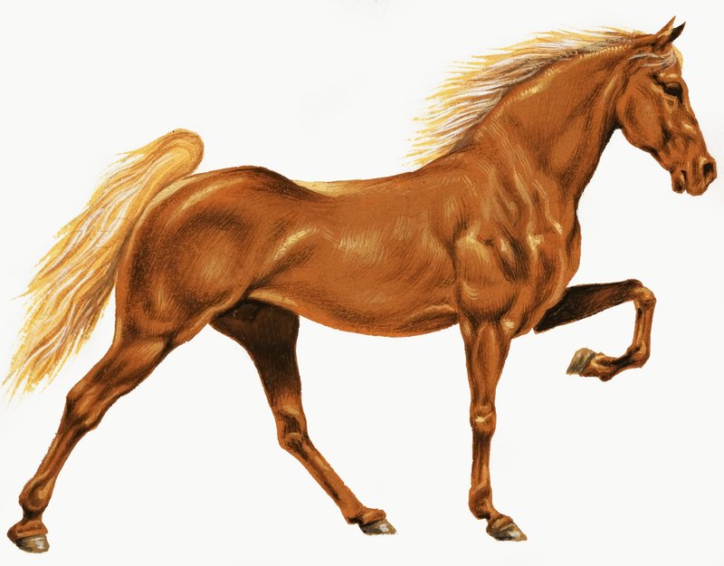 Cavalo de English School