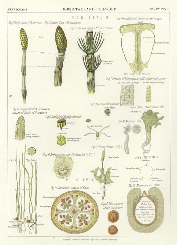 Rabo de cavalo e Pillwort de English School