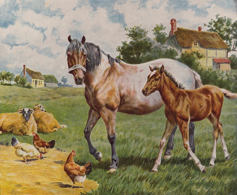 Cavalo e potro, ovelhas e galinhas (litografia a cores) de English School