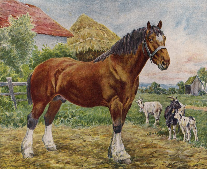 Cavalo e cabras (cor litho) de English School