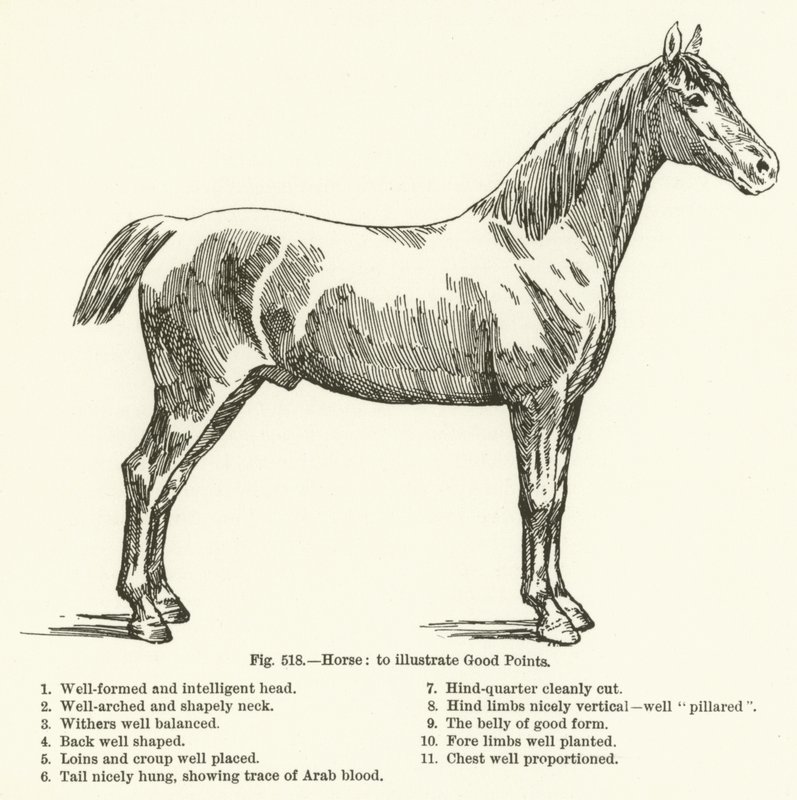 Cavalo, para ilustrar bons pontos de English School