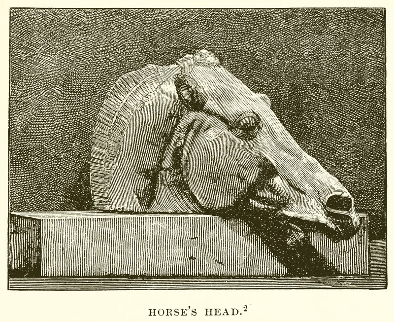 Cabeça de cavalos de English School