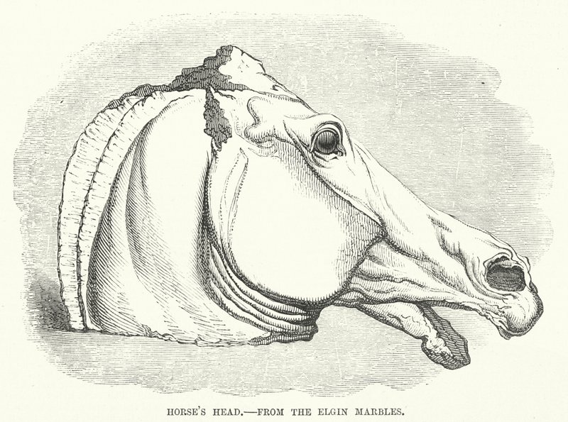 Cabeça de cavalo, dos mármores de Elgin (gravura) de English School