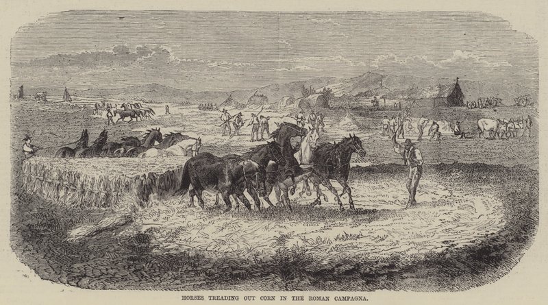 Cavalos a pisar o milho na Campagna romana (gravura) de English School