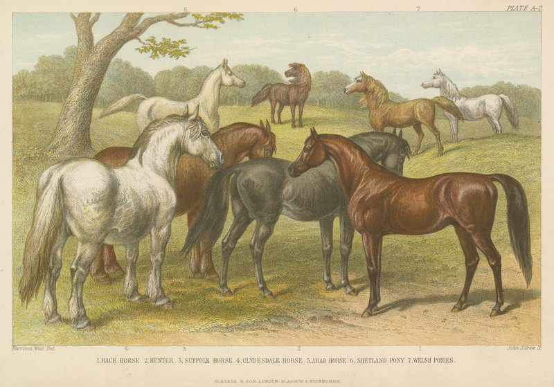 Cavalos e póneis (gravura colorida) de English School