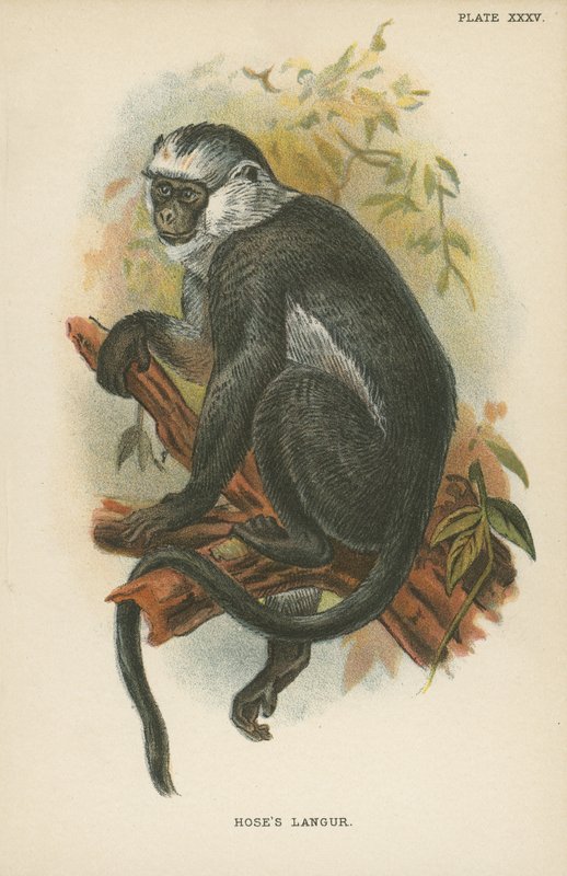 Mangueiras Langur de English School