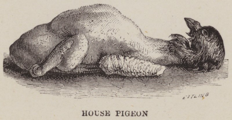 Pombo doméstico (gravura) de English School